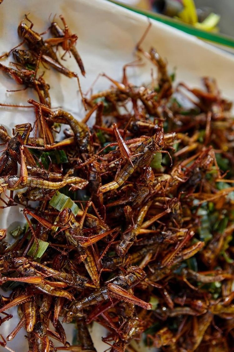 Roasted grasshoppers