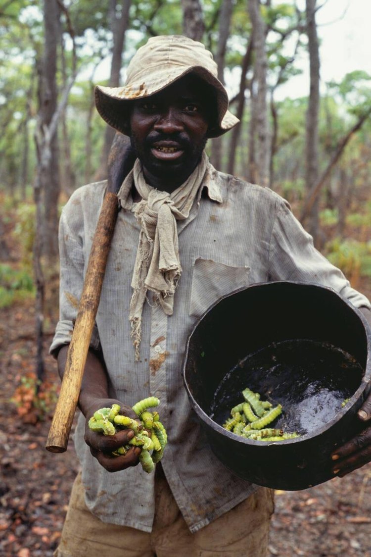 Zambian man collects mopane worms in forest